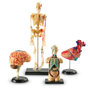 Learning Resources Complete Anatomy Models
